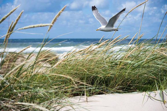 Strand mit Möve