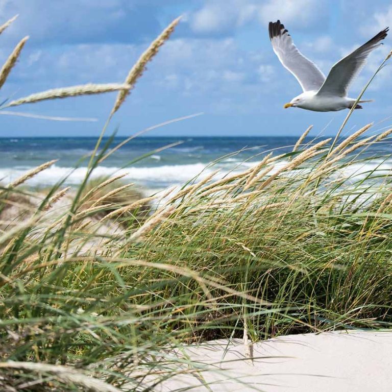 fasten-mit-diana/fasten-auf-wangerooge/strand-mit-moeve strand-mit-moeve