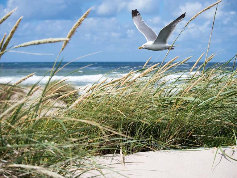 fasten-mit-diana/seaside-fasten/wangerooge/strand/möve Strand mit Blick auf das Meer mit Möve