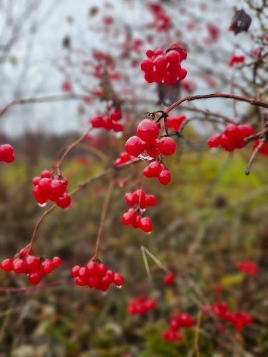 Rote Beeren an einem Zweig, umgeben von unscharfem Grün und grauem Himmel.