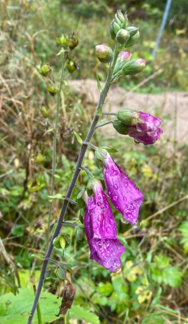 Lila Glockenblumen wachsen an einem dünnen Stängel in grünem Umfeld.