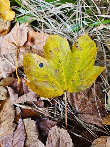 Eine gelbe Ahornblatt auf trockenem Gras und braunen Blättern.